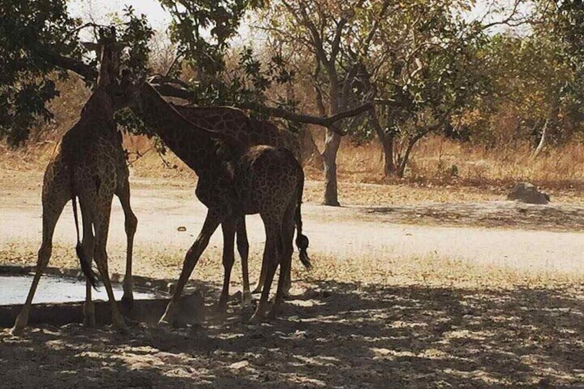 Safari Game Park 5