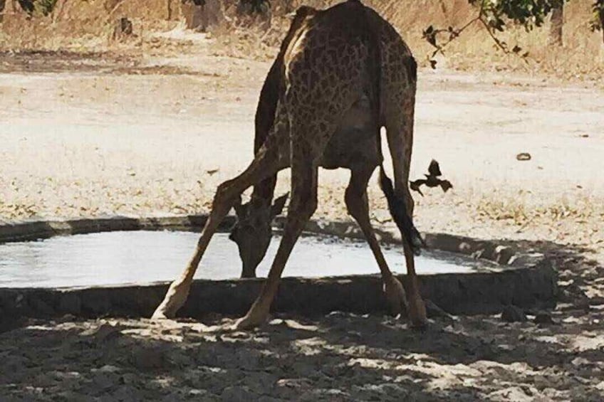 Safari Game Park 3