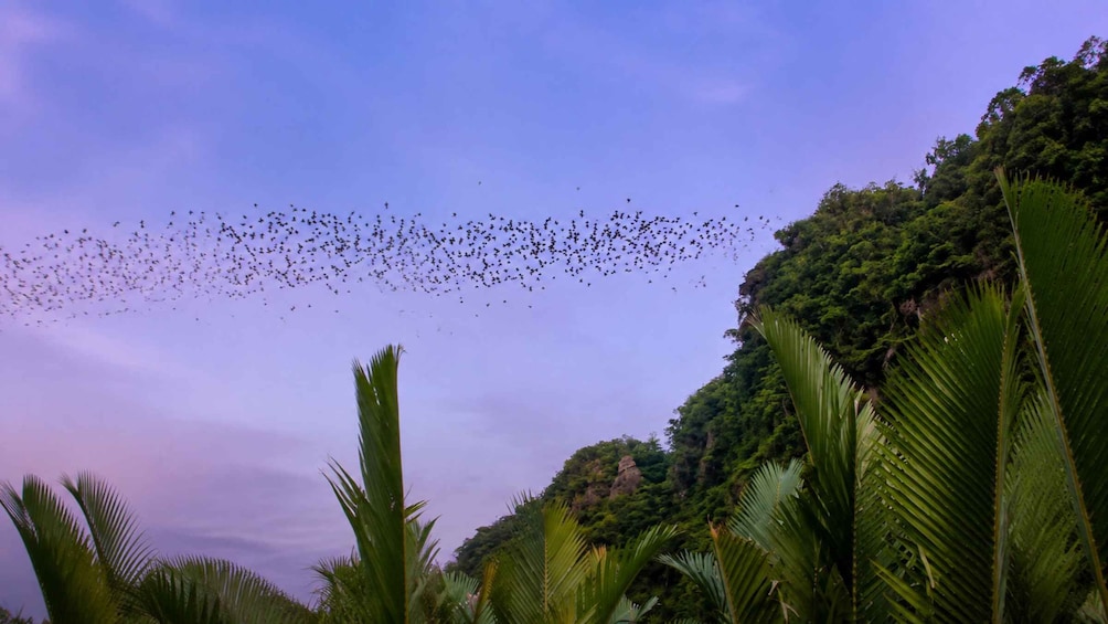 A flock of birds flying over a tropical landscape with dense green foliage and palm trees. 4