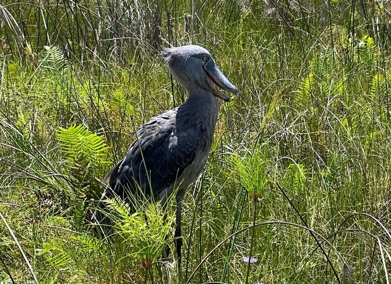 A large bird standing in tall grass. 1