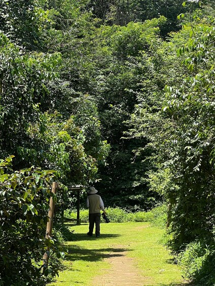 A person walking down a narrow path surrounded by dense green foliage. 4