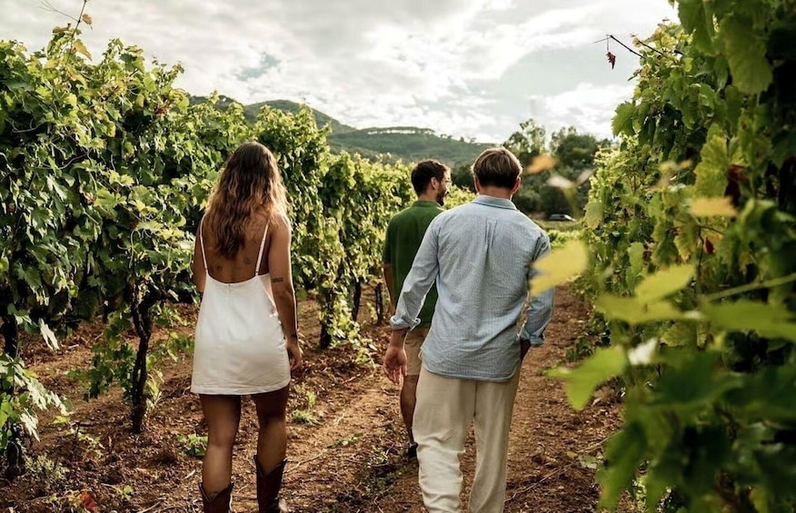 Three people walking through a vineyard. 1
