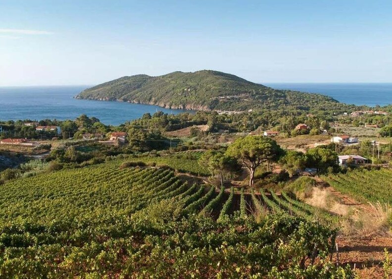 A vineyard with rows of grapevines, a hill with a small settlement, and the sea in the background. 5