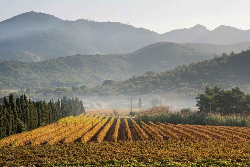 A vineyard with rows of grapevines, a misty mountain backdrop, and a line of evergreen trees. 2