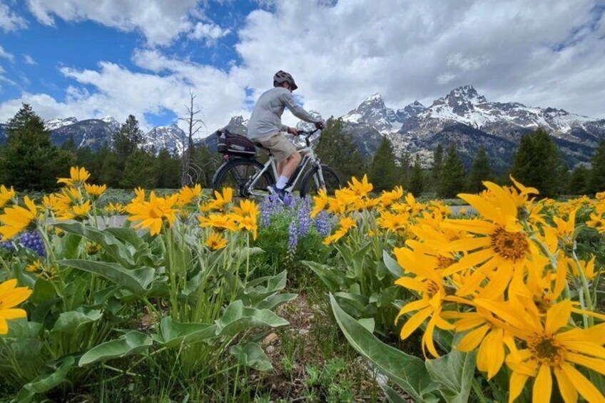 A person riding a bicycle through a field of yellow flowers with mountains in the background. 1