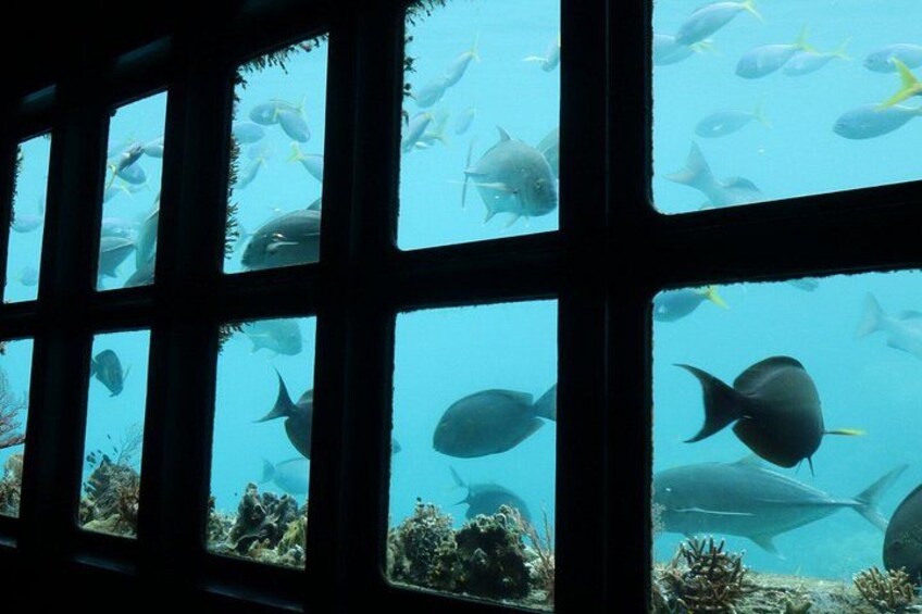 An underwater scene through a window with various fish and coral visible. 5