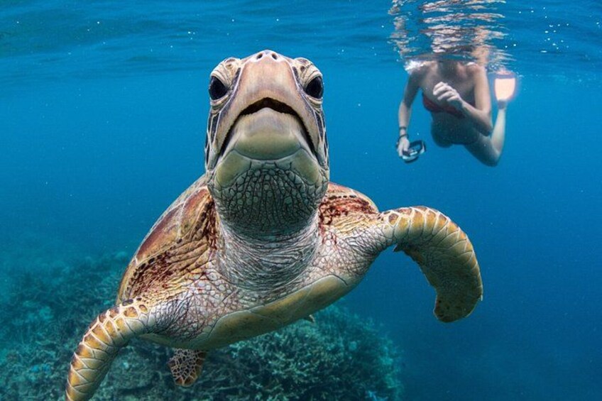 A sea turtle swimming underwater with a diver in the background. 3