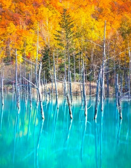 A forest with autumn-colored trees and clear blue water reflecting the trees. 5