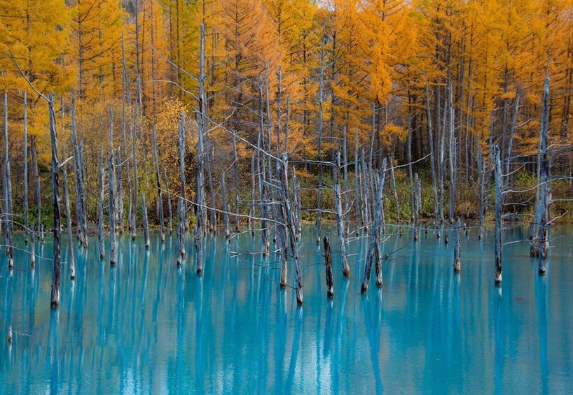 A forest with trees reflecting in a turquoise body of water. 2