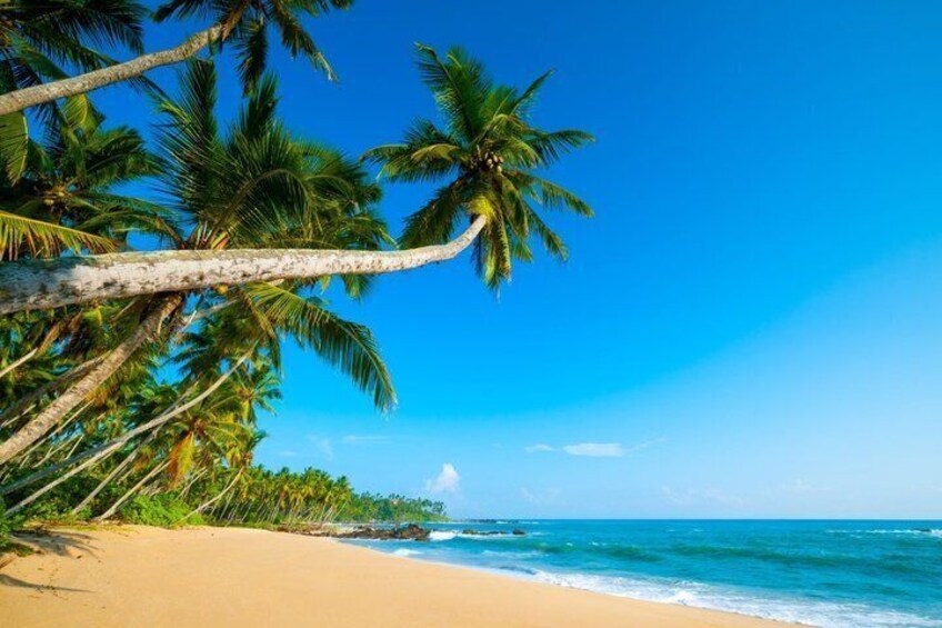 A beach with palm trees and ocean waves. 4