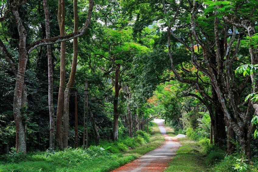 A forested path with tall trees and a dirt road. 1