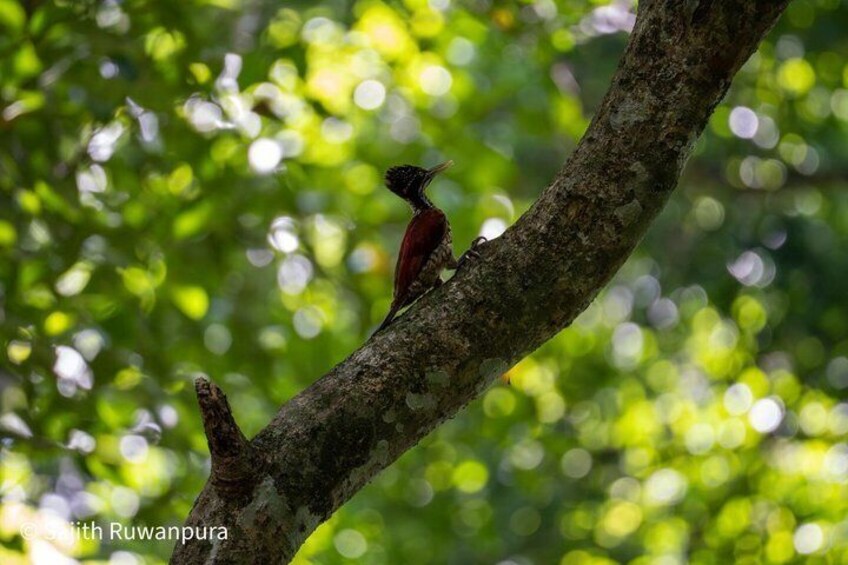 A bird perched on a tree branch. 5