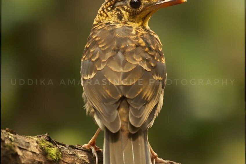 A bird perched on a branch. 3