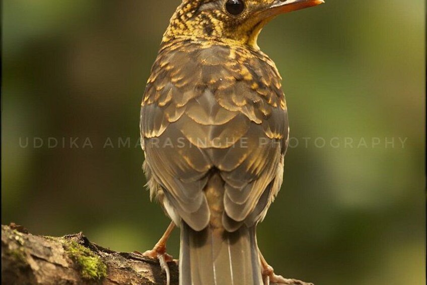 A bird perched on a branch. 3