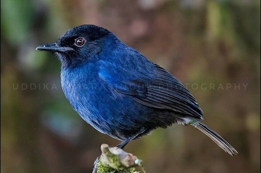 A blue bird perched on a mossy surface. 1