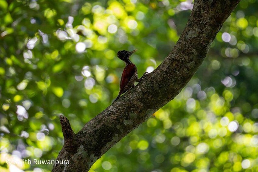 A bird perched on a tree branch with a blurred green background. 5