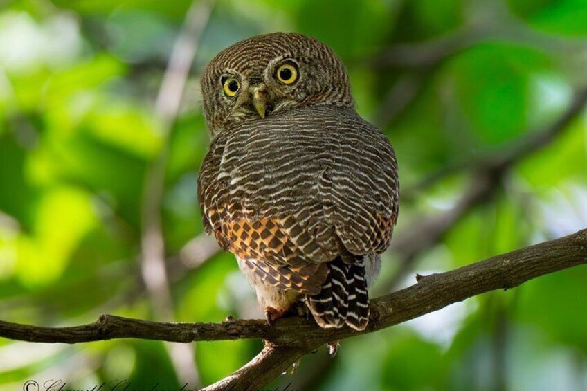 An owl perched on a branch with a blurred green background. 4