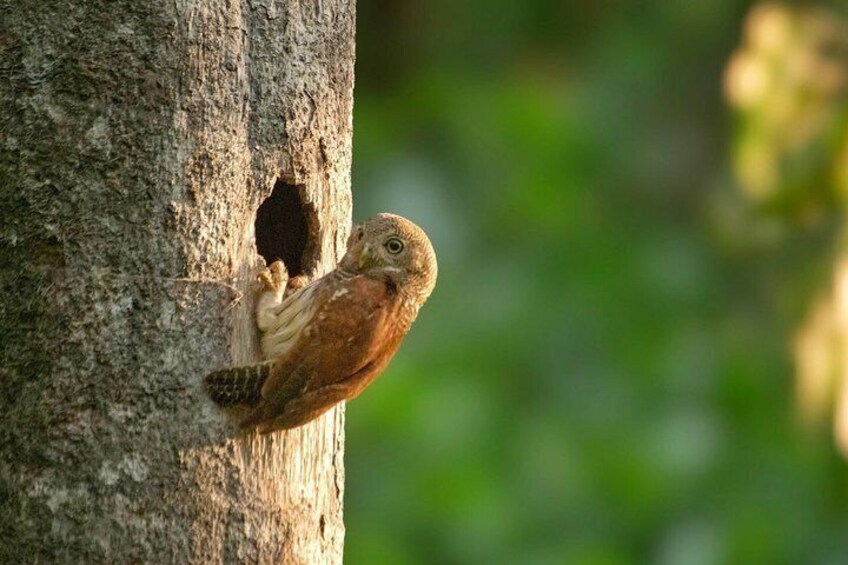 A bird perched on a tree trunk with a hole in the bark. 2