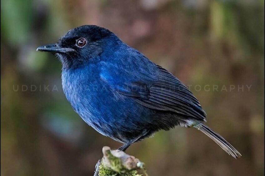A blue bird perched on a mossy surface. 1