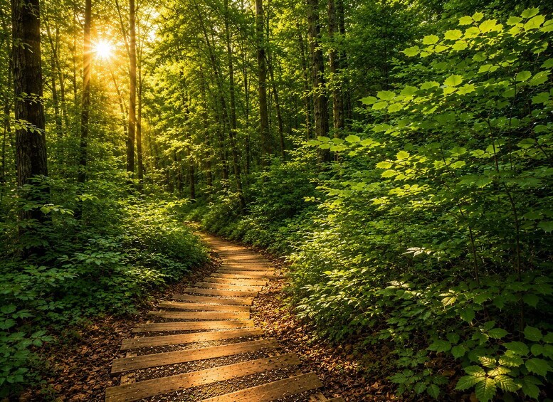 A forest path with sunlight filtering through the trees. 5