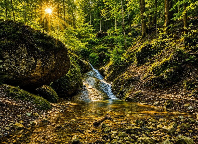 A forest stream with sunlight filtering through the trees. 4