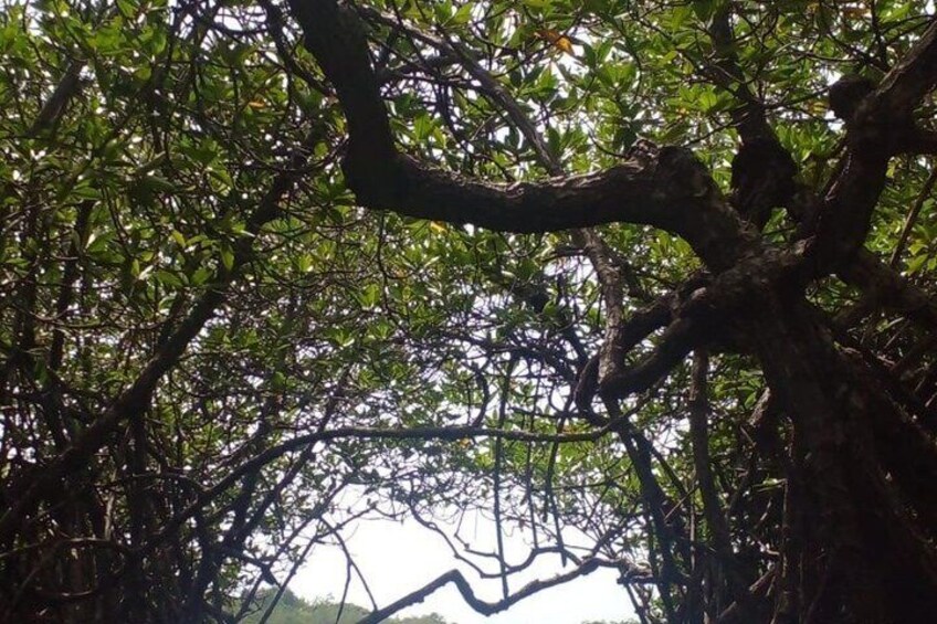 A dense canopy of trees with intertwined branches and a glimpse of the sky through the foliage. 5