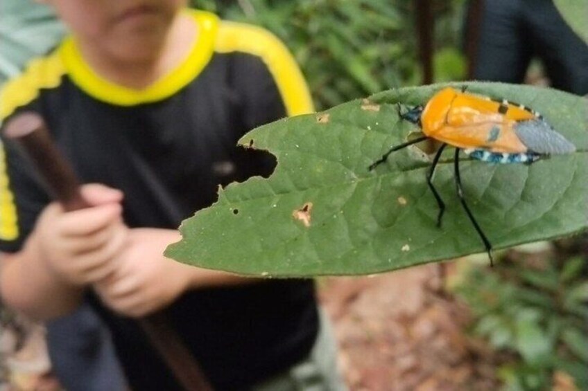 A yellow insect on a green leaf. 5