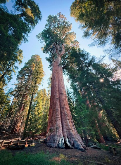 A giant redwood tree surrounded by a forest. 4