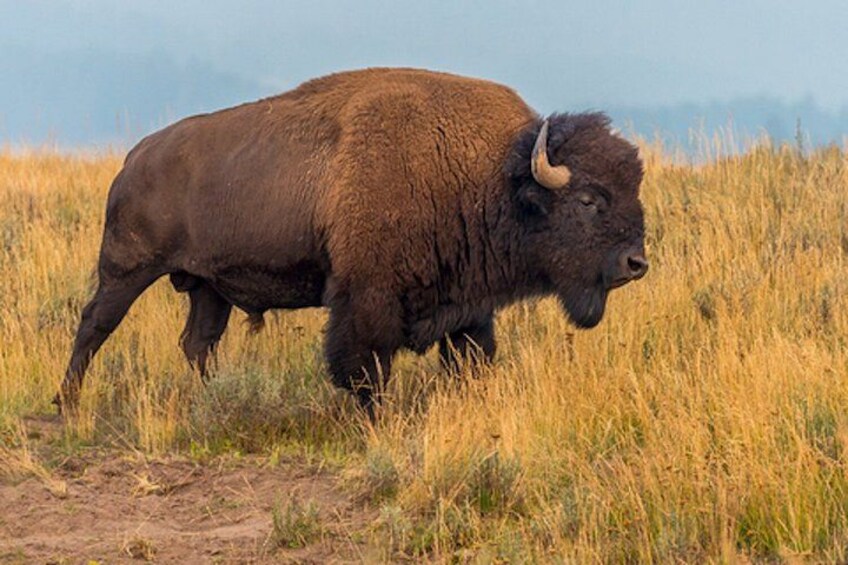 A bison in a grassy field. 2