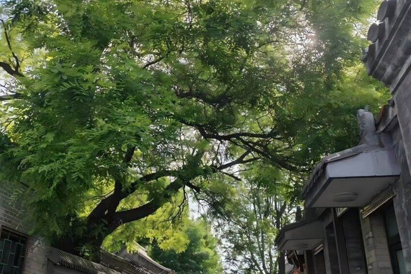 A large tree with dense foliage in front of a building with a traditional architectural style. 4