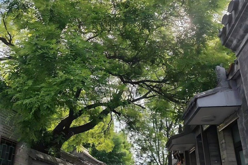 A large tree with dense foliage in front of a building. 4