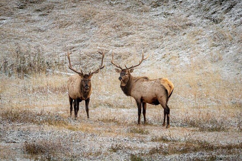 Two elk standing in a grassy field with a hilly background. 5