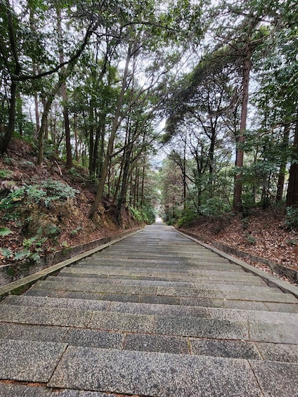 A stone pathway through a forest with tall trees and ferns. 3