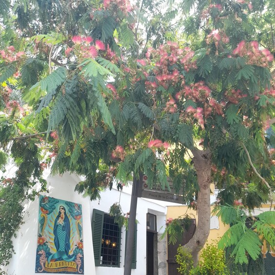 A building with a mural, a tree with pink flowers, and a sign reading 'Plaza de la Catedral'. 2