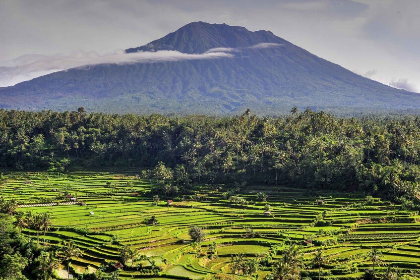Terraced rice fields, a mountain, and a forested area. 3