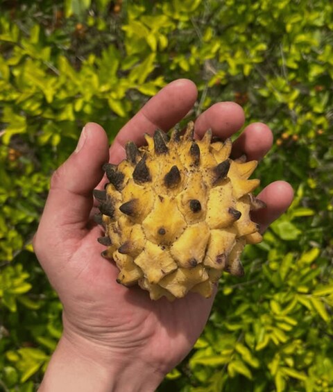 A hand holding a spiky fruit with a yellow and brown exterior. 5