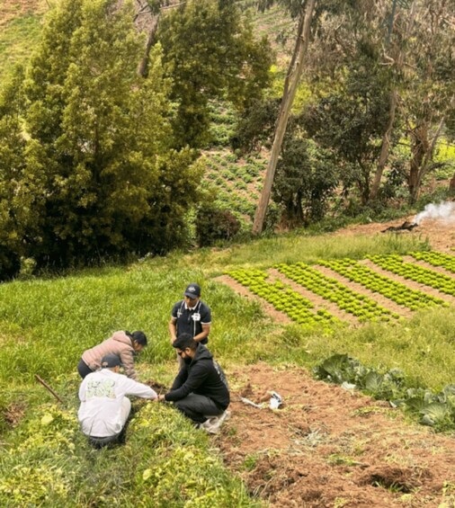 A group of people working in a field with rows of crops and trees in the background. 1