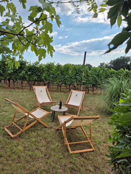 A vineyard with rows of grapevines, a grassy area with four wooden chairs, a small round table, and a bottle of wine. 4