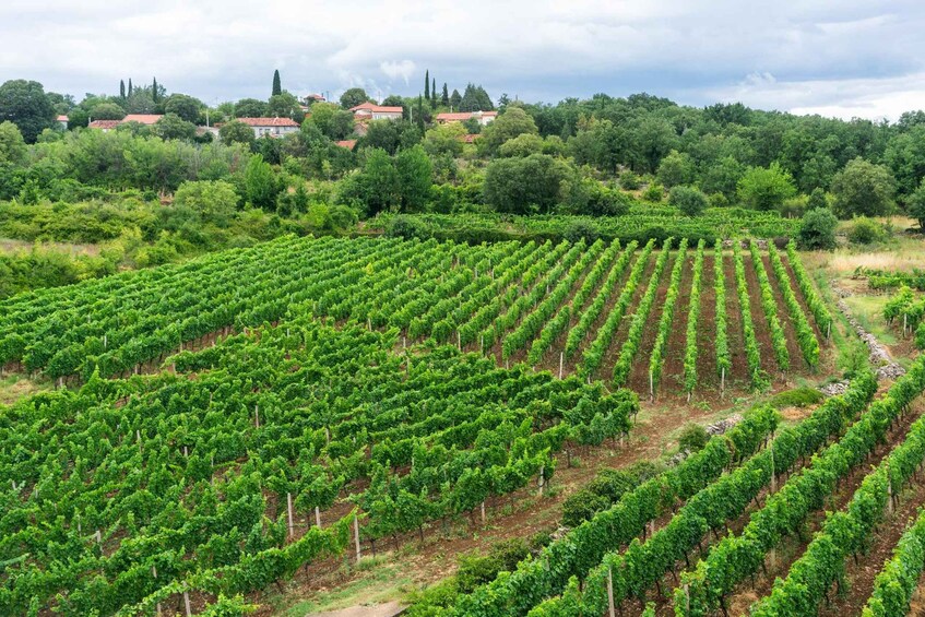 A vineyard with rows of grapevines, a hilly landscape, and houses in the background. 5