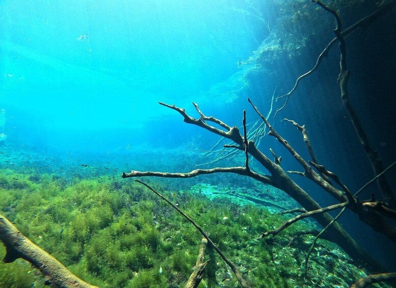 Escena subacuática con agua azul cristalina, árboles sumergidos y un acantilado rocoso. 2