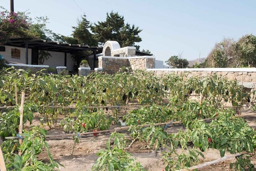 A garden with tomato plants, a stone wall, and a building with a chimney. 2