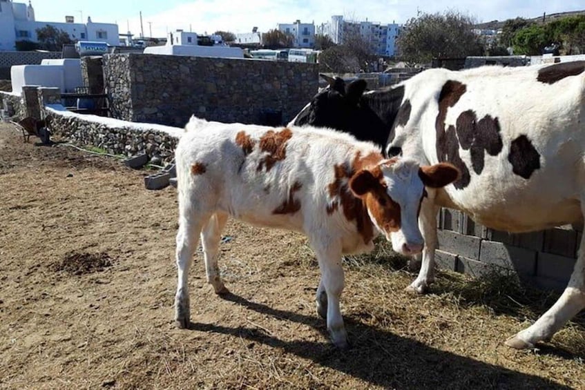 A calf and a cow in a fenced area with a stone wall and buildings in the background. 4