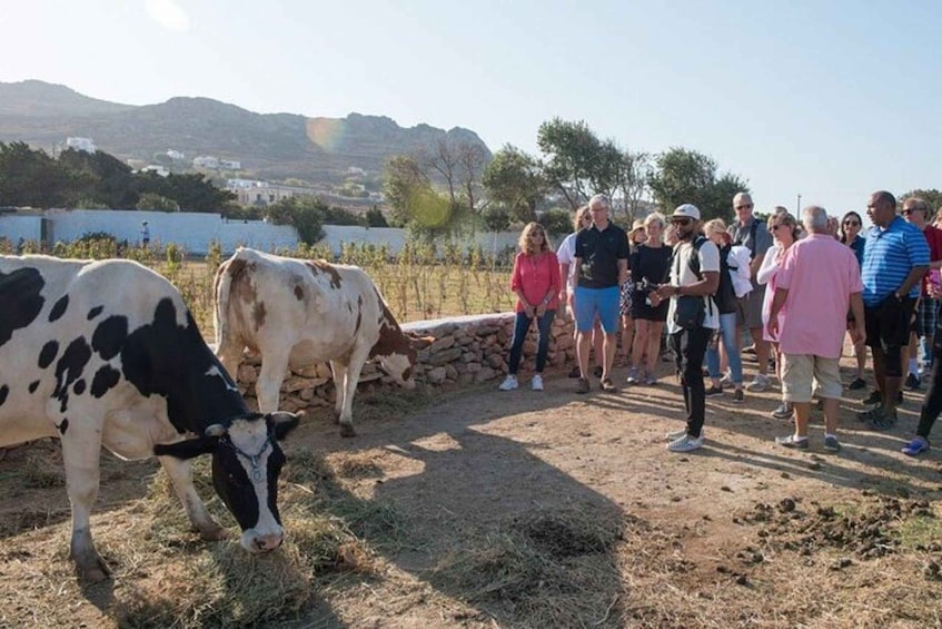 A group of people observing cows in a rural setting with mountains in the background. 5