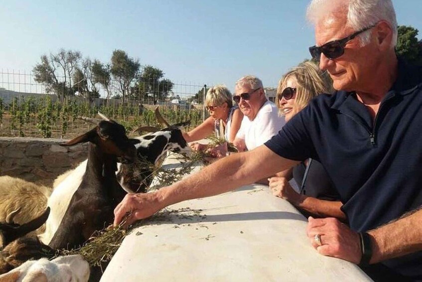 A group of people feeding goats at a farm. 1