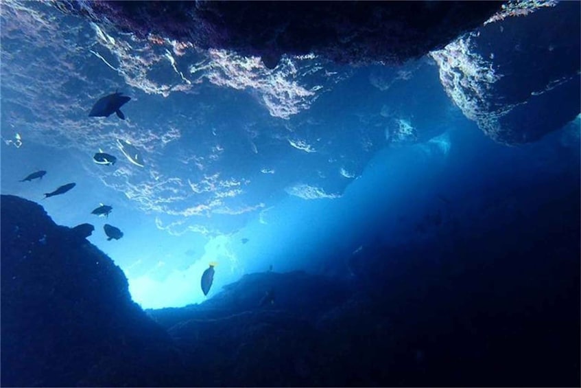 An underwater scene with various fish swimming near a rocky cave entrance. 1