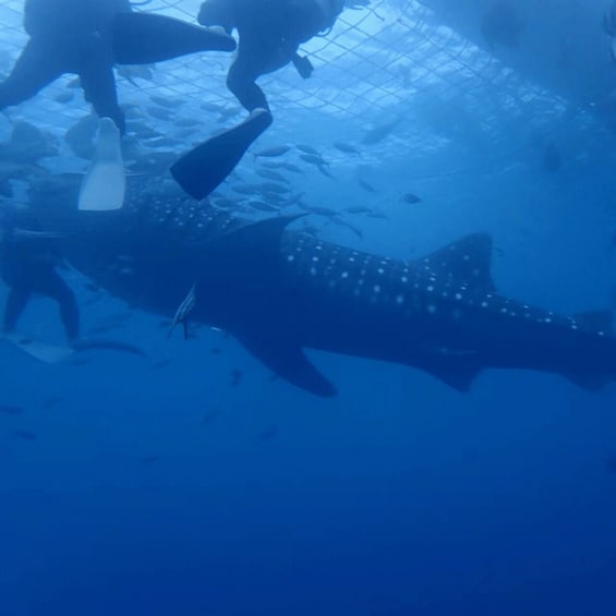A diver swimming with a whale shark in clear blue water. 3