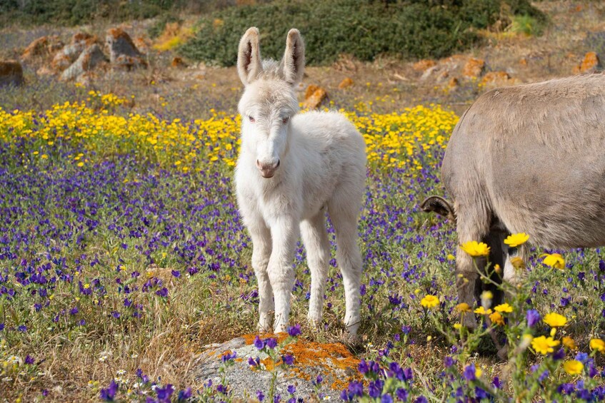 A white donkey standing in a field of purple and yellow flowers with a larger grey donkey in the background. 2