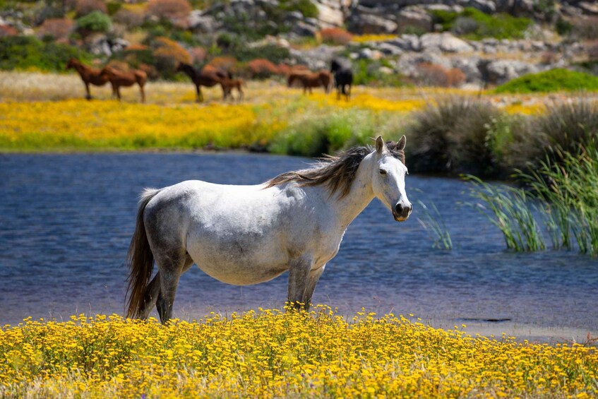 A white horse standing by a river with yellow flowers and other horses in the background. 3