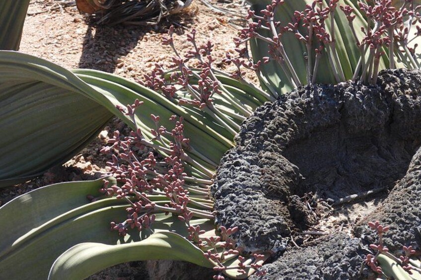 Cruise Liner Wonderful Welwitschia Moonlandscape Tour 1