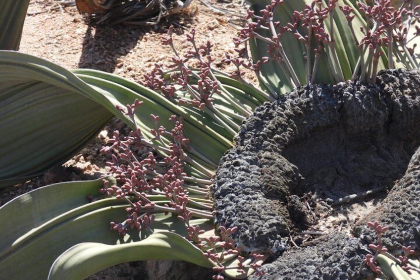 A cactus with green leaves and pink flowers in a sandy environment. 1